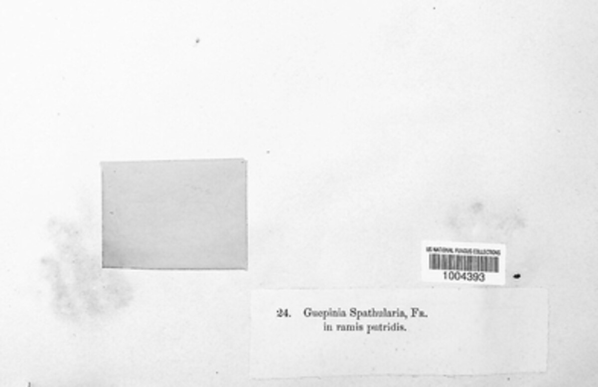 Dacrymyces spathularius image